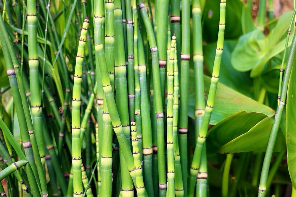 Green bamboo stalks growing
