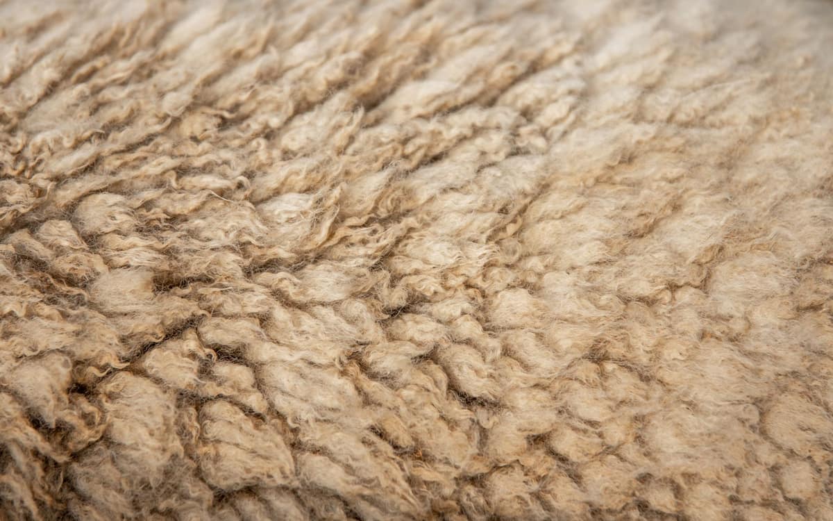 Close-up of natural beige wool texture